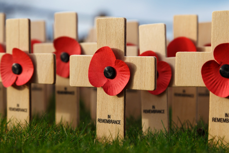 Remembrance Day crosses