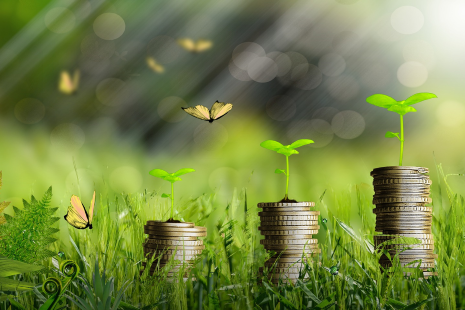 money piles growing out of grass with butterflies and the suns rays in the background