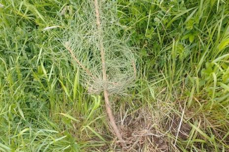 Black Pine tree removed from the roots in St Faith’s Country Park